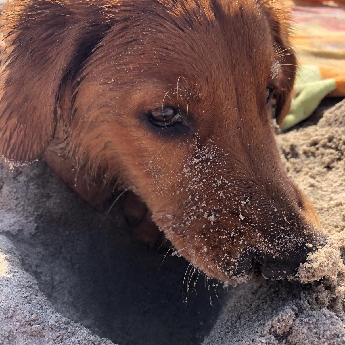 Kiwi - first beach trip