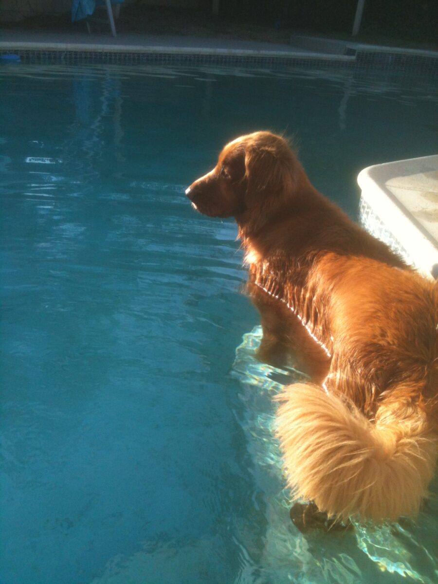 Applesauce pool side