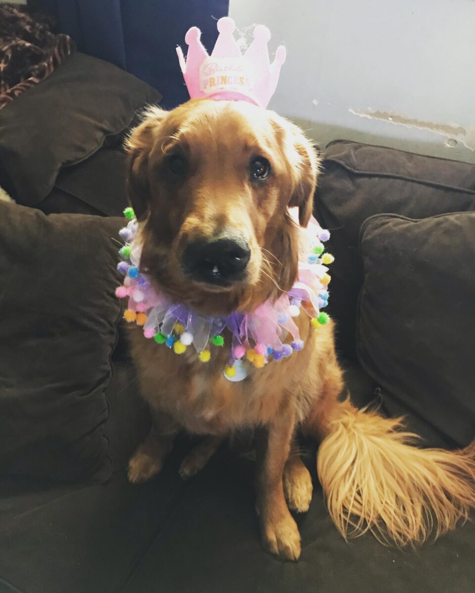 Kiwi's birthday - but your crown 